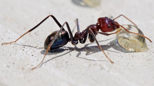 Uppsalamatematiker har utvecklat en modell för att förstå hur den australiska myran Iridomyrmex purpureus (Australian meat ant) har skapat sina effektiva nätverk.