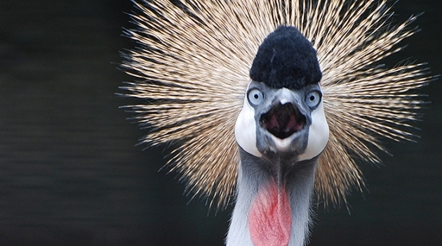 The grey crowned crane, one of the threatened species studied.