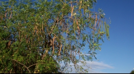 Moringa tree.