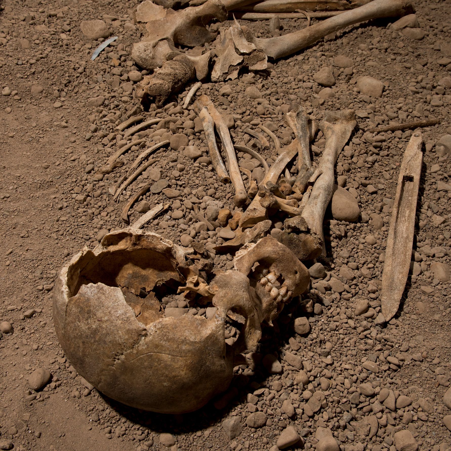 Skeleton of a male individual associated with the Neolithic Age Battle Axe culture on exhibition in Linköping, Sweden. Genomic DNA extracted from this individual was analyzed in the study. Photo credit: Jonas Karlsson, Östergötlands museum
