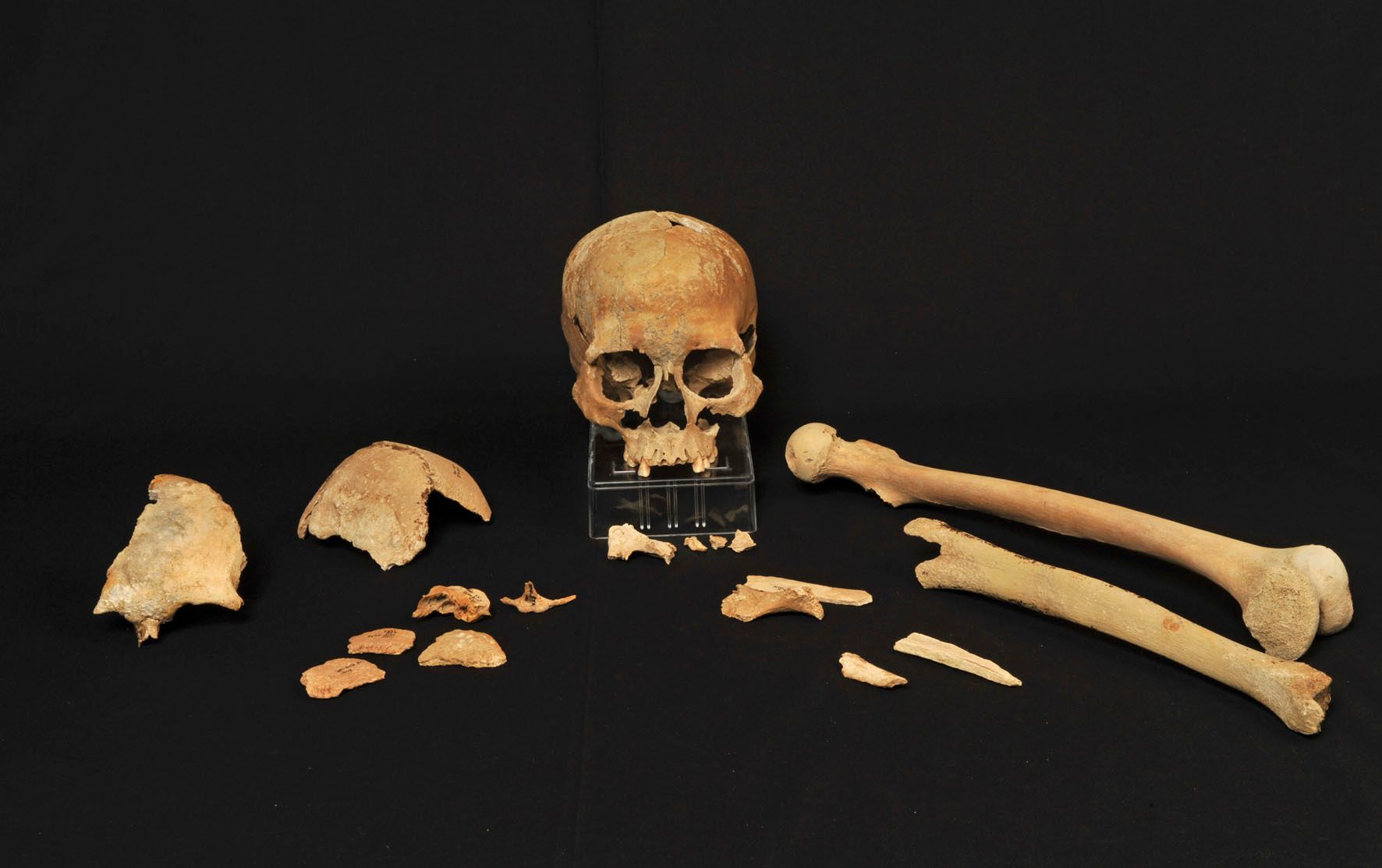 Skeletal fragments from the Hummervikholmen site. Photo: Beate Kjørslevik