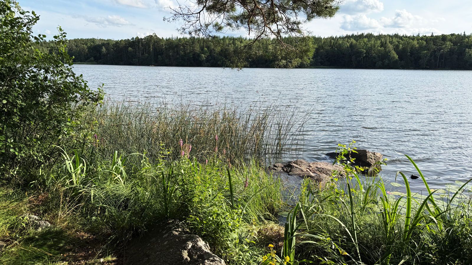 The ‘coastlines’ of lakes, called littoral zones, are often surrounded by aquatic plants that are among the fastest growing plants in the world. Photo: Sandra Gunnarsson