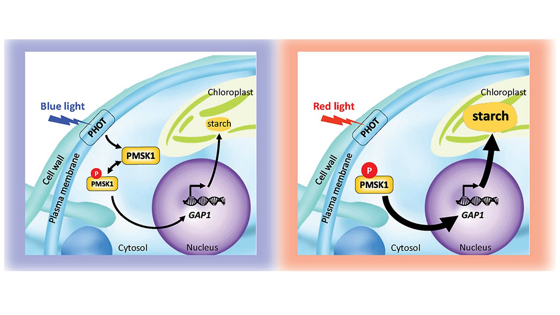 Blue light reduces starch accumulation, while red light increases starch storage.