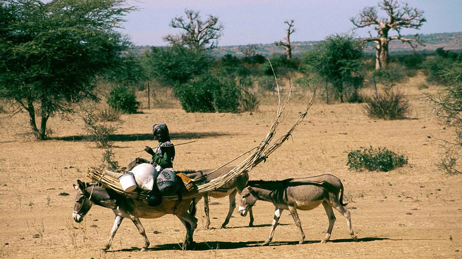A Fulani woman with tent poles and part of her household on a donkey in central Mali. Photo: Viktor Černý
