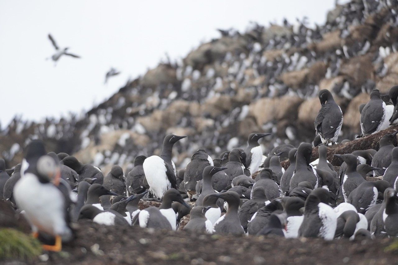 A seabird colony i Norway, on which this model could be applied. Photographer: Claus Rüffler