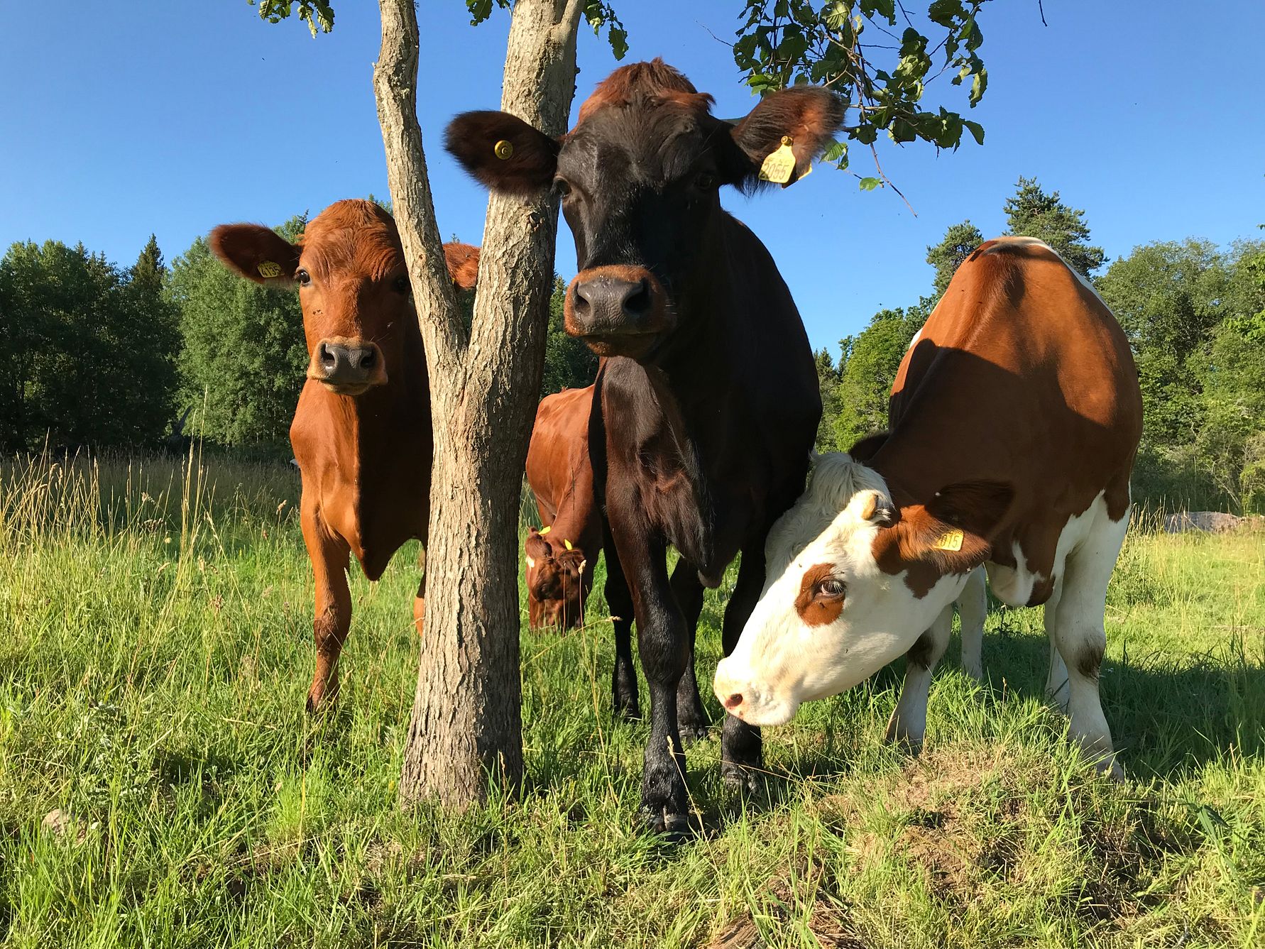 Researchers at Uppsala University have developed a gel inspired by cow slime for patients suffering from disc herniation.