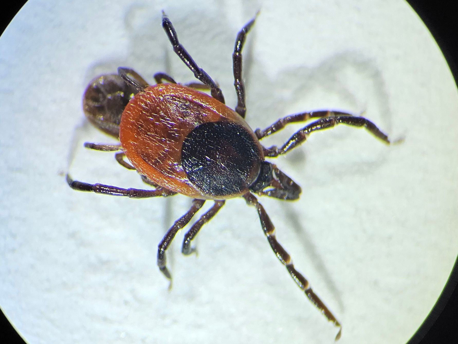 The tick Ixodes ricinus can transmit the TBE-virus to humans. Photo. Tove Hoffman
