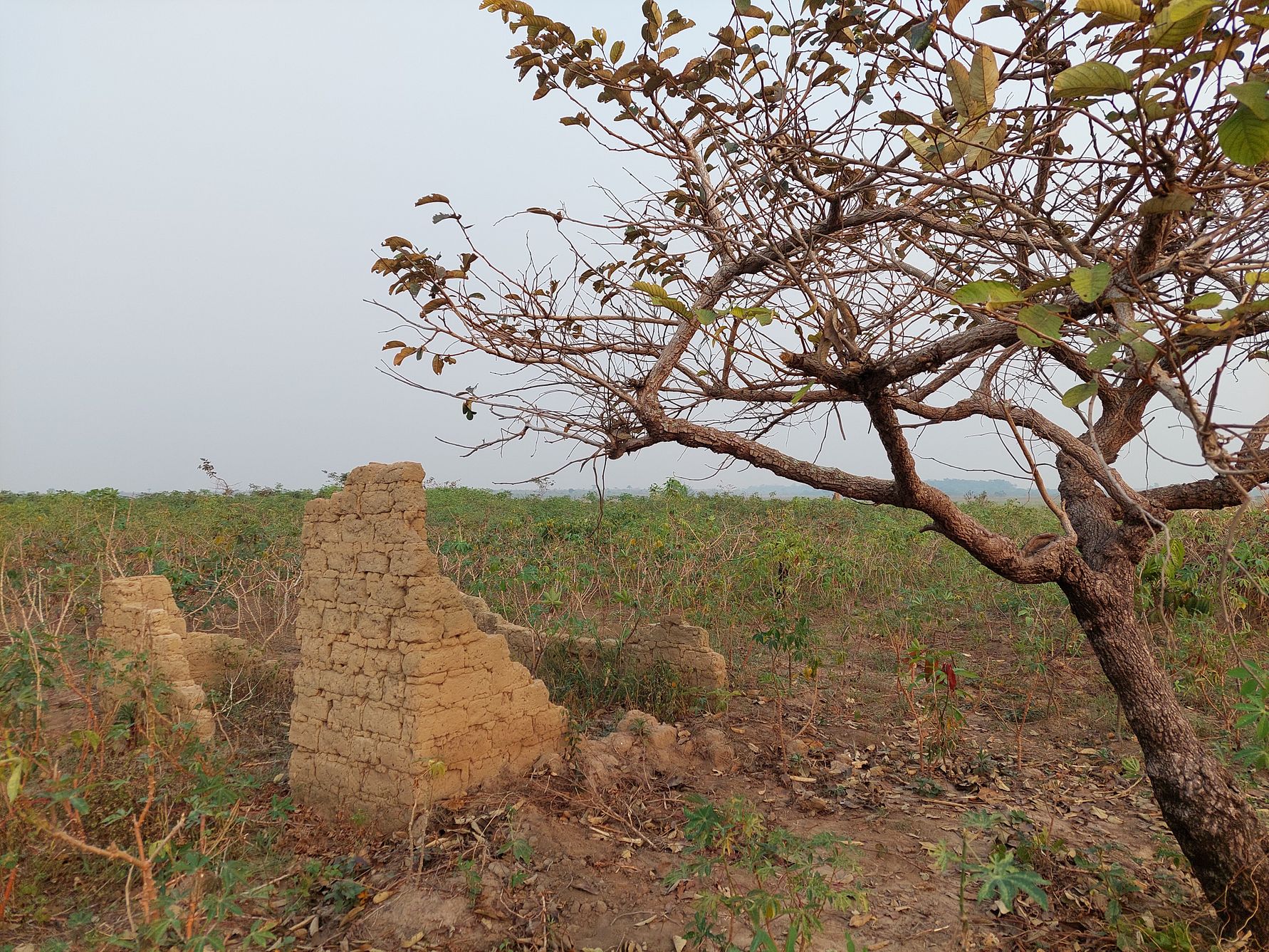 Ruins of a mud brick structure near the town of Lusanga along the Kwilu River. Photo: Peter Coutros, Ghent University