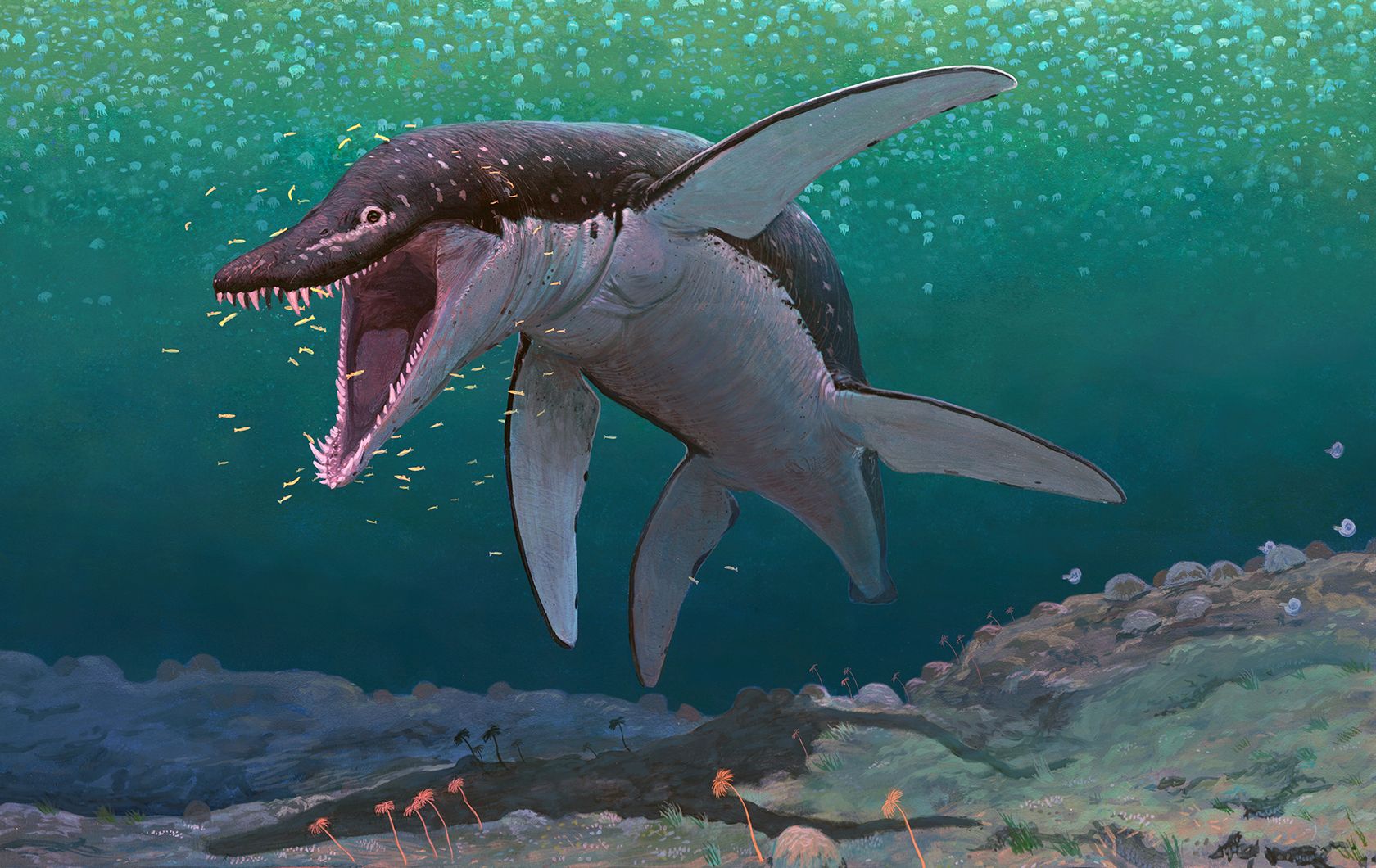 The oldest megapredatory pliosaur, Lorrainosaurus, in the ancient Middle Jurassic sea that covered what is to day northern France 170 million years ago. Artwork by Joschua Knüppe (Germany).