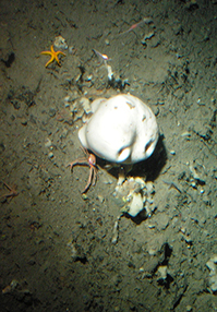 Svampdjuren (phylum Porifera)
