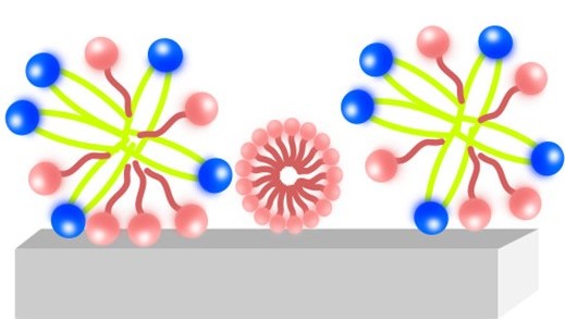 Colourful illustration of two different types of micelles on a surface