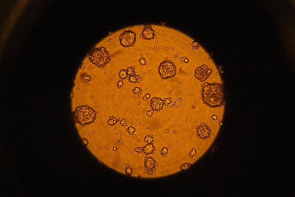 stamceller i mikroskop