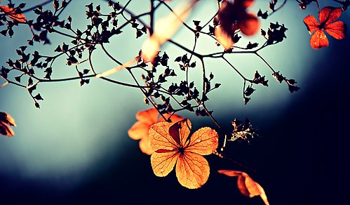 welcome to the autumn 