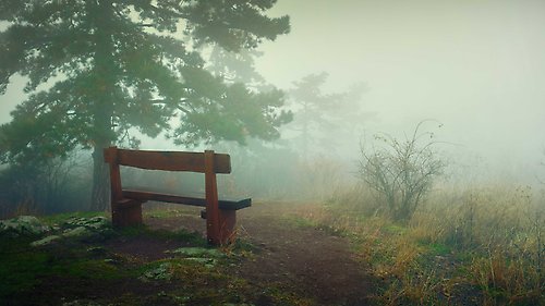An empty bench glimpses through the mist in what looks like a forest.