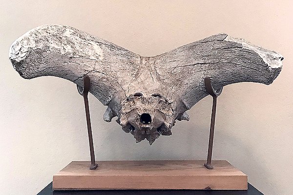 Horn av en fossil tjur