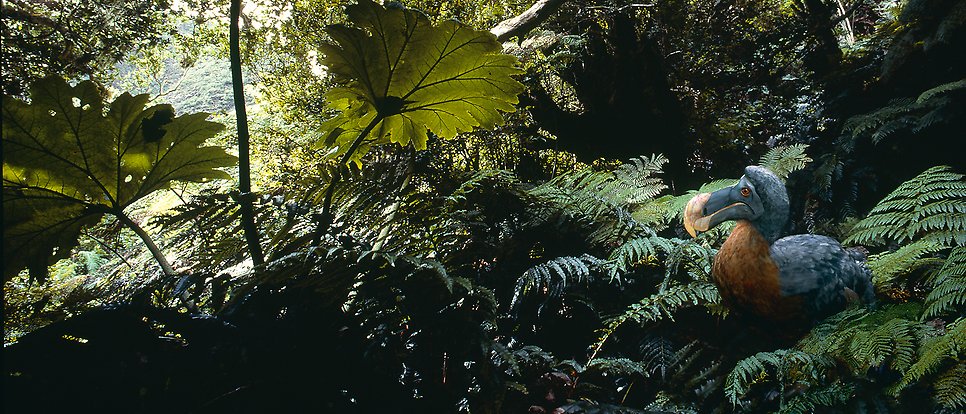 Illustration av en dront på marken i en regnskog.