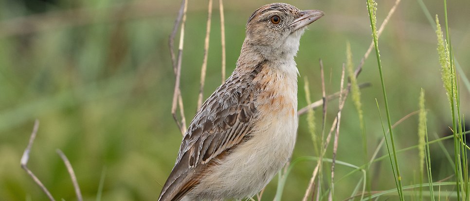 Grey-speckled bird stands on grassland.