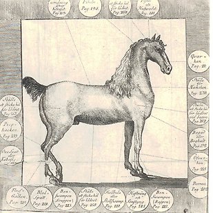 En häst omgiven av text med pilar som pekar på olika kroppsdelar.
