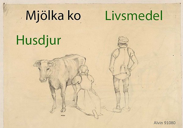 En kvinna mjölkar en ko medan en man står och tittar på. På bilden står också orden mjölka ko, livsmedel och husdjur.