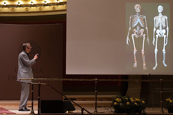 Svante Pääbo lecturing in the University Hall, showing an image of skeletons.