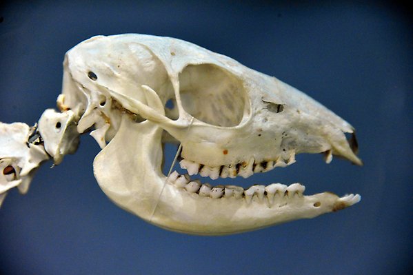 The head of a dinosaur skeleton