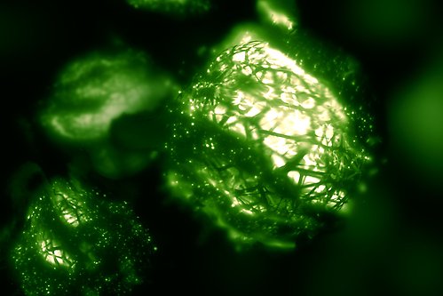Makroförstoring av cyanobakterier i grönt.