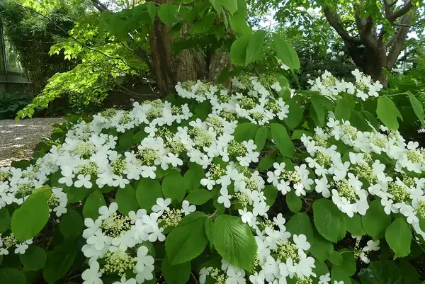 Foto på japanskt olvon, med stora vita blomklasar.