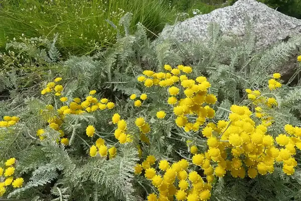 Ett gulblommigt bestånd av Tanacetum millefolium, med grågröna, finflikiga blad.