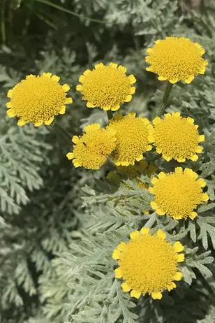 Närbild på de solgula, knapplika blommorna på Tanacetum millefolium.
