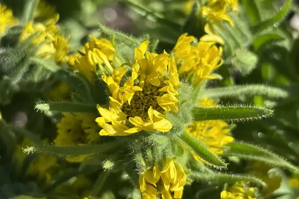 Närbild på den gula korgformade blomman på oljemadia, Madia sativa.