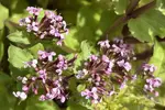 Närbild på de rosa blomställningarna på algersallat, Fedia cornucopiae.
