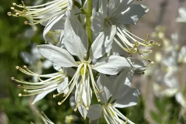 Närbild på de vita blommorna på Dictamnus albus va. caucasicus