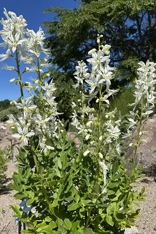 Foto på en vitblommig planta av Moses brinnande buske.
