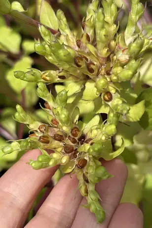 Närbild på de mognande fruktställningarna på algersallat, Fedia cornucopiae.