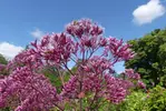 De mörkt rosa blomställningarna på hampflockel har en solig dag fått besök av fl.era bin