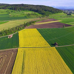 Green and yellow fields