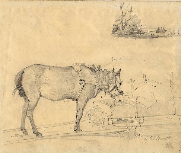 Häst som äter hö ur en släde.