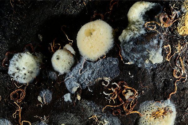 Sponge animals on the bottom, look like small bath sponges