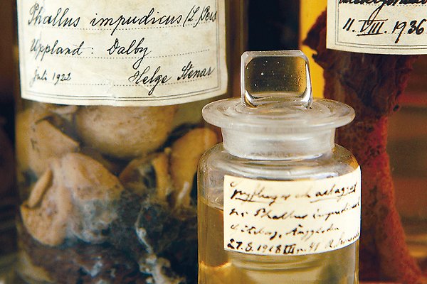 Glasburkar med Phallus impudicus, stinksvamp, och handskrivna etiketter