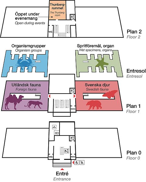 Planritning över Evolutionsmuseet Zoologi