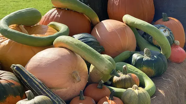 Pumpor i alla möjliga former och färger.