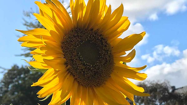 Närbild på en stor blommande solros med blå himmel bakom.