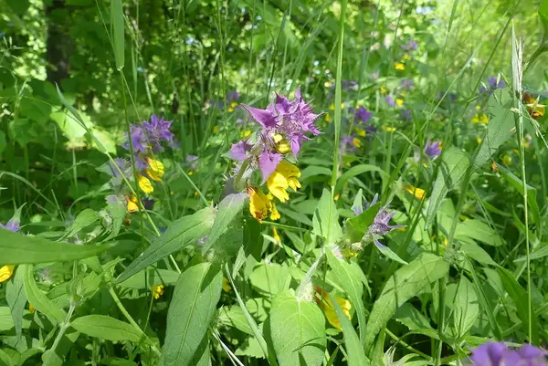 En äng med blommande natt och dag, Melampyrum nemorosum,i lila och gult.