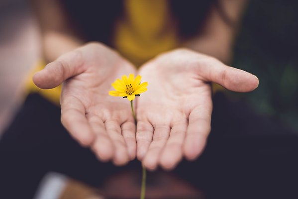Två händer som håller en gul blomma