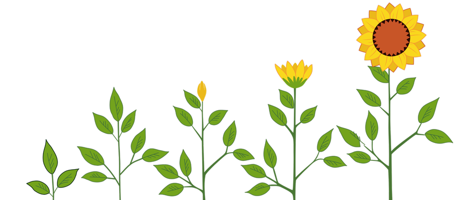 Sunflower in different stages