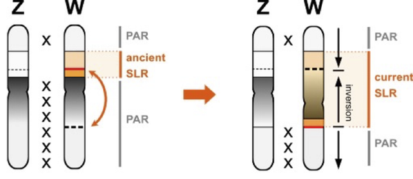 ZW chromosomes