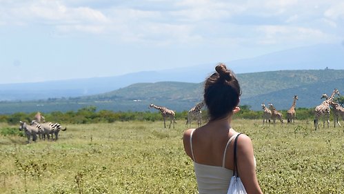 En student som tittar ut över en savann med giraffer. 