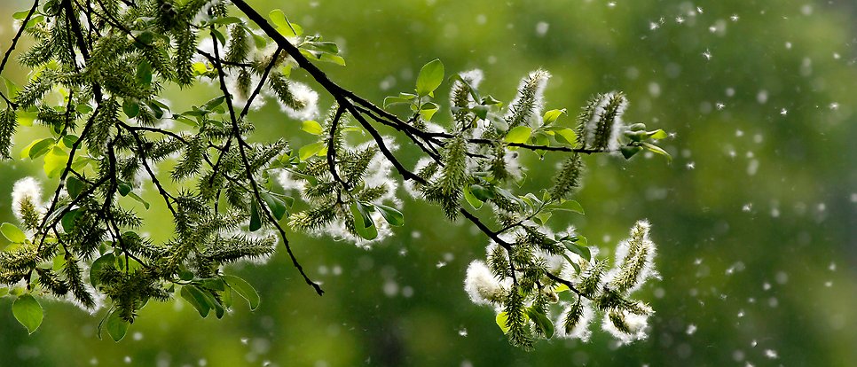 pollen i ett träd