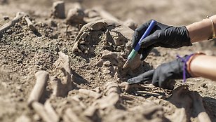 En person med platshandskar penslar fram ett skelett ur jorden. 