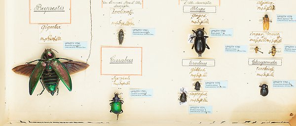 Gröna, svarta och bruna skalbaggar i en gammal insektssamling